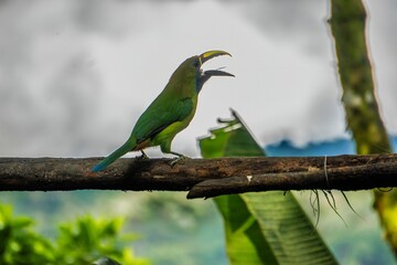 Beautiful toucan posing