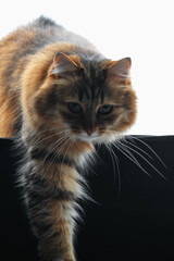 Beautiful Siberian cat is coming.. Cat close up. Cute fluffy Kitten. Kitten on a white background. Pet. Animal care. Animal background.