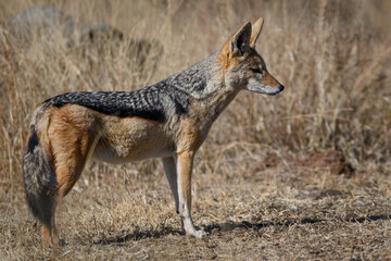 A  black backed jackal standing in the Pilanesberg National Park, South Africa