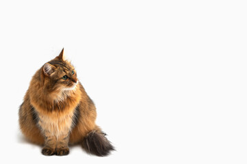 Beautiful Siberian cat sits and looks away at empty copy space. Cat close up. Cute fluffy Kitten....