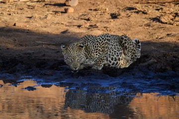 An African leopard comes to a waterhole to drink, Pilanesberg National Park, South Africa