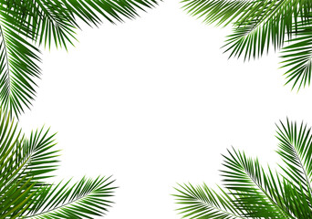 Palm Tree Branch Frame Isolated