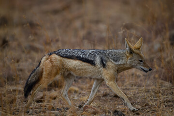 A  black backed jackal walking in the Pilanesberg National Park, South Africa