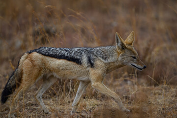 A  black backed jackal walking in the Pilanesberg National Park, South Africa