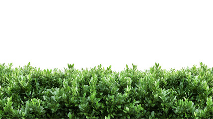 Obraz premium dense green hedge foliage isolated on white background, perfect for landscape design, garden decor, or natural background elements, cut out
