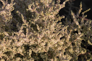 Salt Lover or scientifically known as Halogeton glomeratus, a species of flowering plant in the amaranth family.
