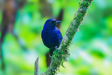 Large Niltava; Niltava grandis, Blue bird, Lovely bird. Blue bird. The Male of Large Niltava ( Niltava grandis ) found in real nature Mount Gede Pangrango, Bogor, Indonesia