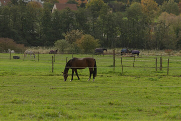 A beautiful horse is grazing contentedly in a lush grassy field that is located just behind a sturdy wooden fence nearby