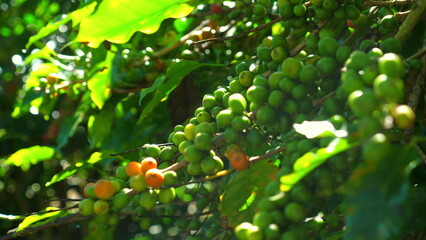 Green Coffee Beans Growing on Branches Amidst Lush Foliage, Sunlight Filtering Through Leaves, Close-Up of Fresh Organic Coffee Berries on Plantation, Agriculture and Sustainability.