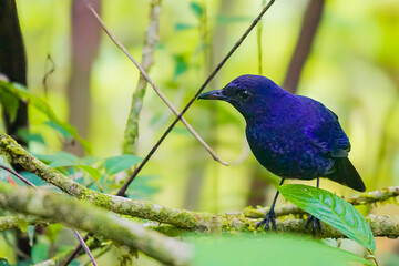 Large Niltava; Niltava grandis, Blue bird, Lovely bird. Blue bird. The Male of Large Niltava ( Niltava grandis ) found in real nature Mount Gede Pangrango, Bogor, Indonesia
