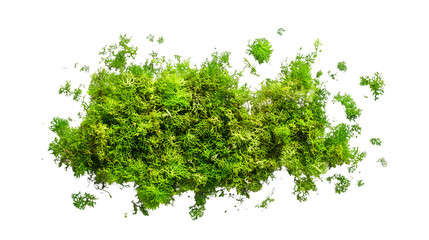 Obraz premium fresh green moss clump isolated on white background, natural plant texture, cut out