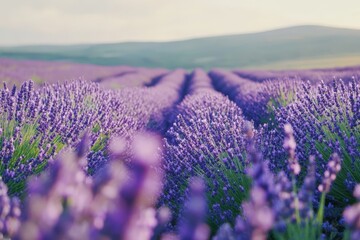 Obraz premium Lavender rows in full bloom