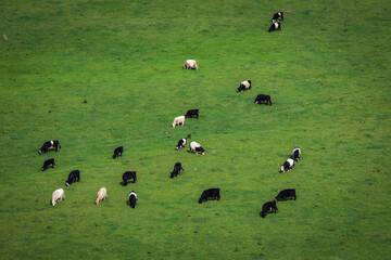 a contented grazing herd of cows