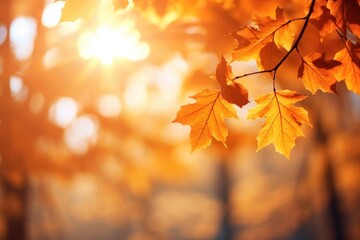 Fototapeta premium Fall leaves autumn backgrounds sunlight.