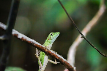 green lizard on a tree. Gren lizard with mouth open closeup