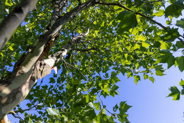 the green foliage of the sycamore tree in the summer