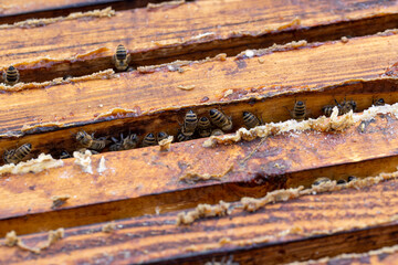 a bee hive with honey bees in sunny weather in summer