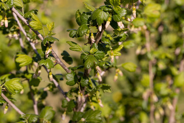 flowering gooseberry bushes in May against a blue sky background