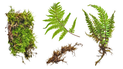 Collection of Ferns and Moss Isolated on a Transparent Background Generative AI