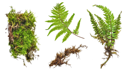 Collection of Ferns and Moss Isolated on a Transparent Background Generative AI