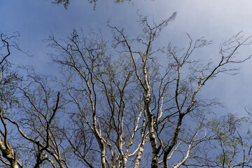 an old birch tree in spring without foliage on a blue sky background