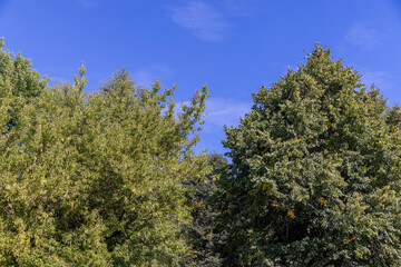 different types of trees in the summer in sunny weather
