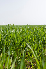 Fototapeta premium new growing crop of cereals in the spring season