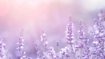 Naklejka premium A pastel gradient background transitioning from lavender to pale pink