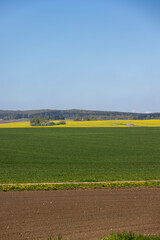 Obraz premium a yellow rapeseed field during the flowering period, green wheat and plowed brown earth