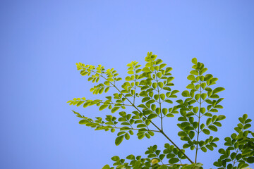 Moringa leaves against blue sky, view from the ground 