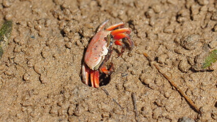 Small crab emerging from its burrow in sandy terrain with natural camouflage, representing nature's survival and adaptation. Wildlife and Nature.