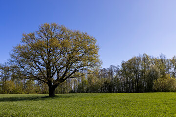 a tree growing in a field with green wheat