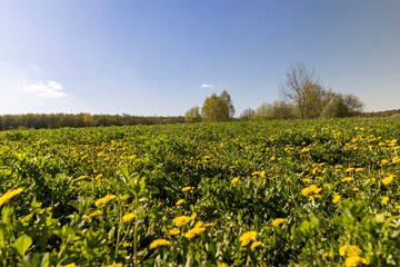 blooming yellow dandelions in the spring in the field