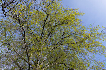 new green birch foliage in spring against a gray sky