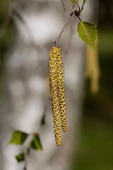 young foliage and flowers of the birch tree in spring