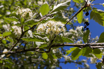 green foliage and white rowan flowers on a sunny day