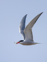Common tern