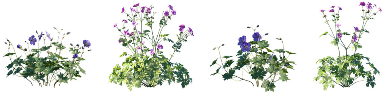 Set of Geranium Rozanne Jolly Bee and Geranium palmatum frontal isolated png on a transparent background perfectly cutout high resolution