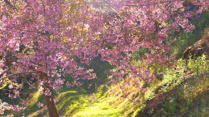 Beautiful Cherry Blossom Tree Blooming in Springtime, Illuminating Sunlit Path in Serene Garden. Floral Beauty and Tranquility.