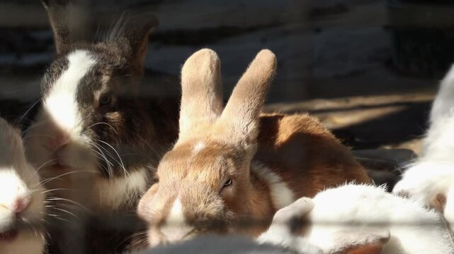 Cute fluffy rabbits in the aviary. Close up of group decorative farm rabbit are eating hay. Breeding of farm animals and care in zoos