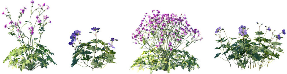 Obraz premium Set of Geranium Rozanne Jolly Bee and Geranium palmatum frontal isolated png on a transparent background perfectly cutout high resolution
