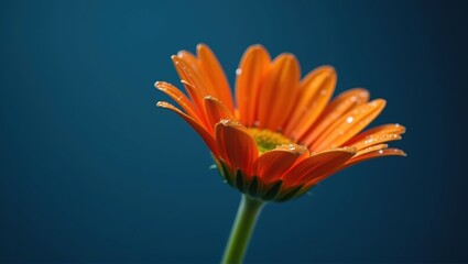 Fototapeta premium Generative, AI, Vibrant orange gerbera on a blue background, simplicity, beauty in nature, contrast colors.