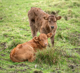 Brown calves close up, in a field in Scotland, uk in the Summertime © Digital Nature 