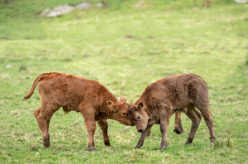 Brown calves close up, in a field in Scotland, uk in the Summertime