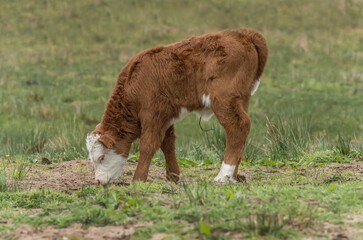 Highland Cow, juvenile, in a field, close up, eating grass
