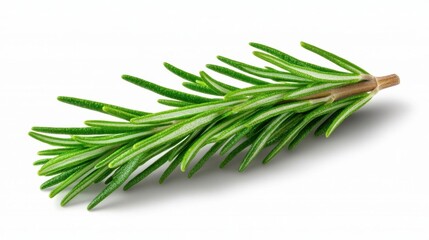 Fototapeta premium A photostock images of fresh rosemary sprig, isolated on white background, High Quality