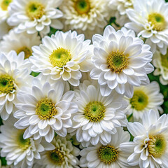 bouquet of white daisies