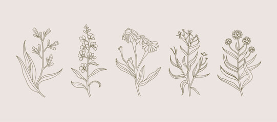 Vector Minimal Botanical Collection with Unique Plant and Flower Illustrations