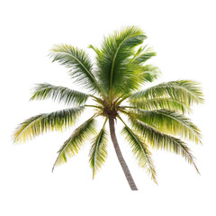 Obraz premium PNG Palm Tree with Lush Green Leaves - Tropical Paradise Isolated on Transparent Background