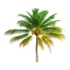 PNG Palm Tree with Lush Green Leaves - Tropical Paradise Isolated on Transparent Background